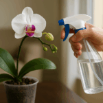 Quantas vezes por semana devo regar minha orquídea